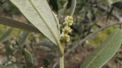 Tekirdağ’ın Şarköy ilçesinde zeytin pamuklu biti ve zeytin güvesine karşı