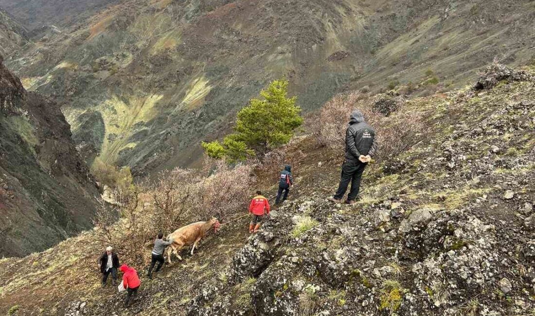 Sivas’ta dağlık arazide mahsur kalan bir inek, AFAD ekiplerinin çalışması