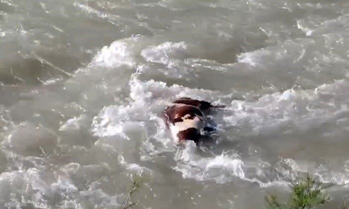 Batman’da Sason çay kenarındaki bazı köylerde telef olan hayvanların suya