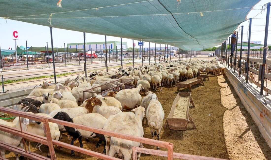 Konya’nın merkez Selçuklu İlçe Belediyesi, yaklaşan Kurban Bayramı öncesinde vatandaşların