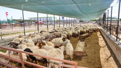 Konya’nın merkez Selçuklu İlçe Belediyesi, yaklaşan Kurban Bayramı öncesinde vatandaşların