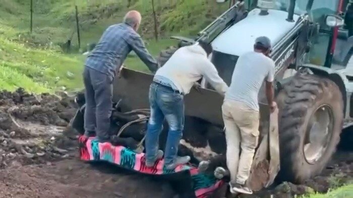 Siirt’in Baykan ilçesine bağlı Veysel Karani beldesinde çamura saplanan büyükbaş