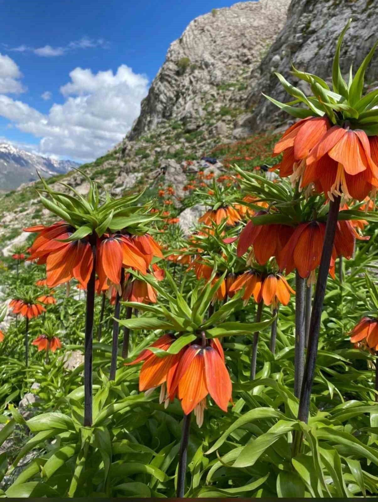 Siirt’in yüksek rakımlı bölgelerinde doğal olarak yetişen ve halk arasında