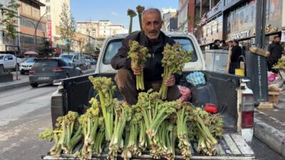 Hakkari’nin Yüksekova ilçesinde baharın gelişiyle “yayla muzu” olarak adlandırılan uçkun