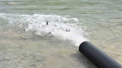 Sinop’un Gerze ilçesinde, nesli tükenme tehlikesi altında olan 2 bin
