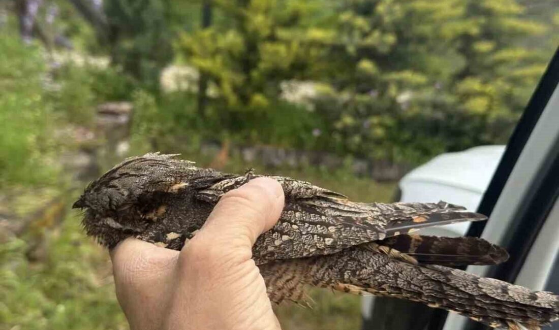 Sinop’un Erfelek ilçesinde yaralı halde bulunan çoban aldatan kuşu tedavi