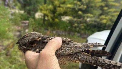 Sinop’un Erfelek ilçesinde yaralı halde bulunan çoban aldatan kuşu tedavi