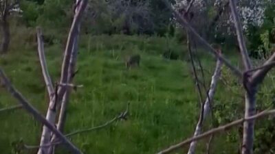 Sinop’un Erfelek ilçesine bağlı Yeniçam köyü Kanadoğlu Mahallesi’nde yiyecek arayan
