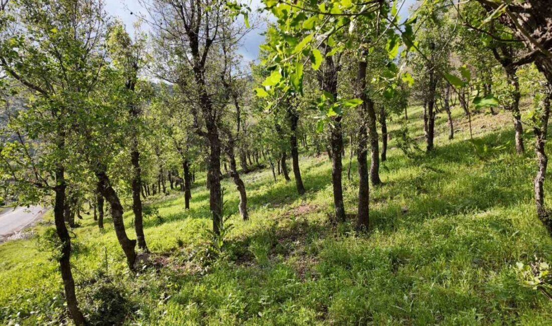 Şırnak’ın Beytüşşebap ilçesinde ormanlık alanda tırtıl yoğunluğu ağaçlara zarar vermeye