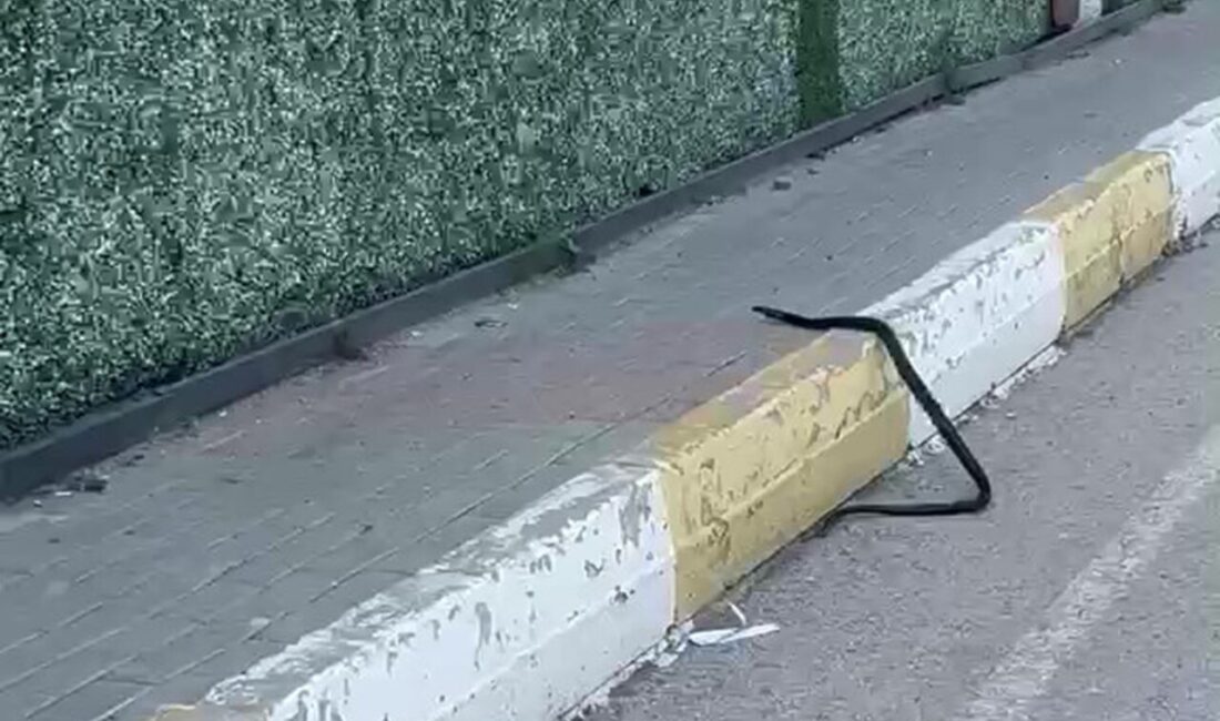 Şırnak’ta dikey bahçenin yakınlarında bir buçuk metrelik yılan görüntülendi. Şırnak
