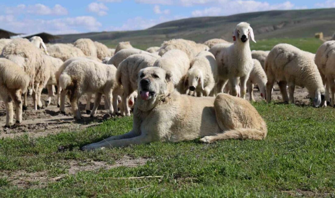 Mera alan büyüklüğü bakımından Türkiye’deki üçüncü il konumunda bulunan Sivas’ta