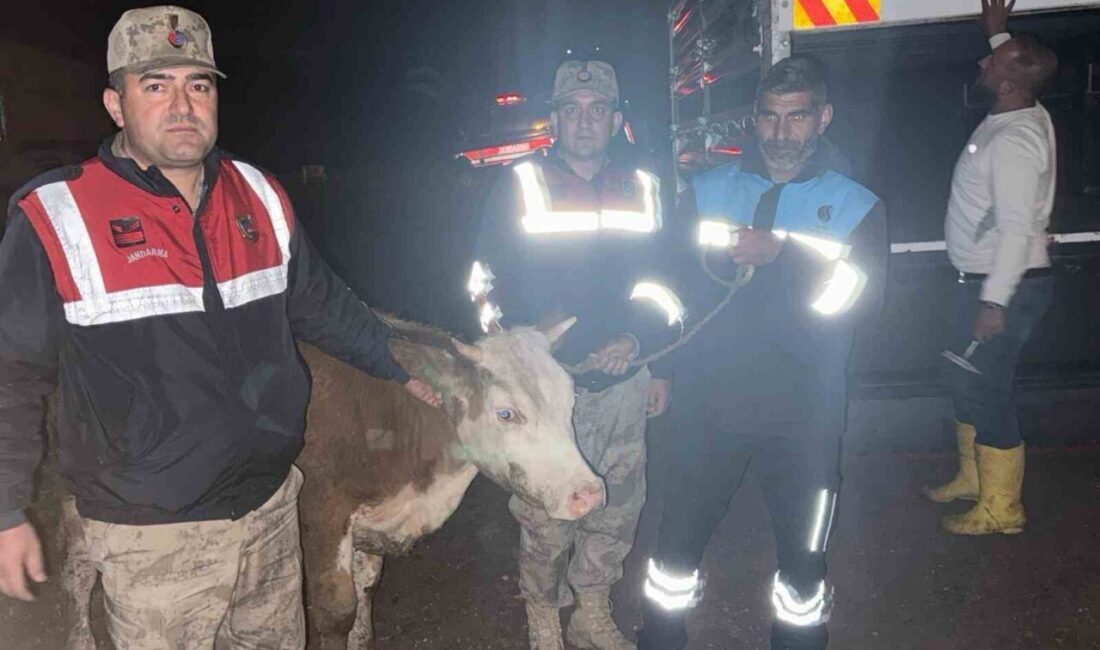 Şanlıurfa’nın Siverek ilçesinde çalındığı belirlenen büyükbaş hayvan, jandarma ekiplerinin titiz