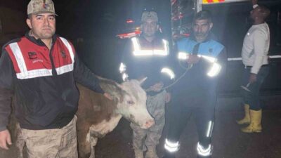 Şanlıurfa’nın Siverek ilçesinde çalındığı belirlenen büyükbaş hayvan, jandarma ekiplerinin titiz