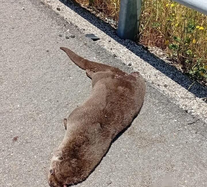 Şanlıurfa’nın Siverek ilçesinde yol kenarında ölü su samuru bulundu. Siverek