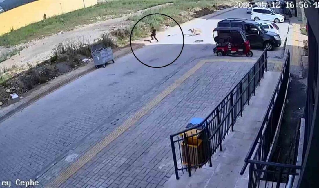 Hatay’da sokakta yürüdüğü esnada köpeklerin saldırısına maruz kalan 7 yaşındaki