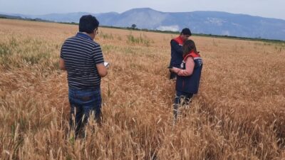 Aydın’ın Söke ilçesinde ilçe tarım ekipleri hububat ekili alanlarda bitki