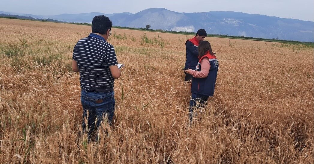 Aydın’ın Söke ilçesinde ilçe tarım ekipleri hububat ekili alanlarda bitki