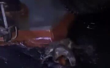 Bursa’nın Gemlik ilçesinde iki su samurunun keyifli anları, bir vatandaşın