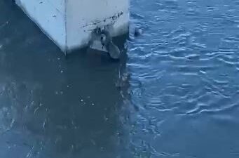 Nesli tükenmekte olan su samuru, Ardahan’da balık yerken amatör kamera