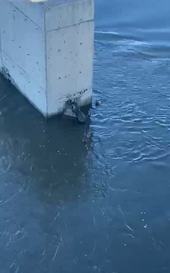 Nesli tükenmekte olan su samuru, Ardahan’da balık yerken amatör kamera