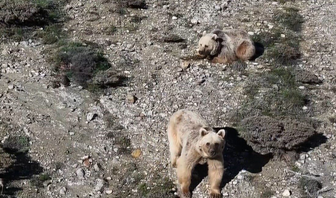 Erzincan’ın Refahiye ilçesinde hayvancılıkla uğraşan bir yetiştirici, sürüsüne yaklaşan bozayıları