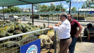 Kurban Bayramı yaklaşırken Talas Belediyesi’nin Reşadiye Mahallesi eski stadyum alanında