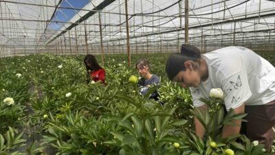 Antalya’nın Elmalı ilçesine bağlı Eymir Mahallesi’nde şakayık çiçeği üretimi adeta
