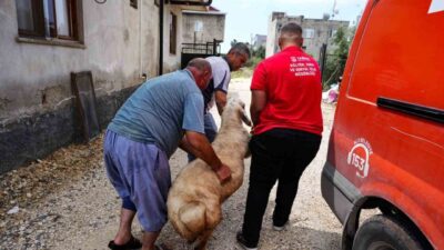 Tarsus Belediyesi, Kurban Bayramı öncesinde sosyal dayanışma kapsamında şehit ailelerine