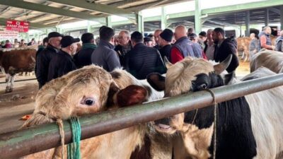 Kütahya’nın Tavşanlı ilçesinde Kurban Bayramı’na sayılı günler kala hayvan pazarında