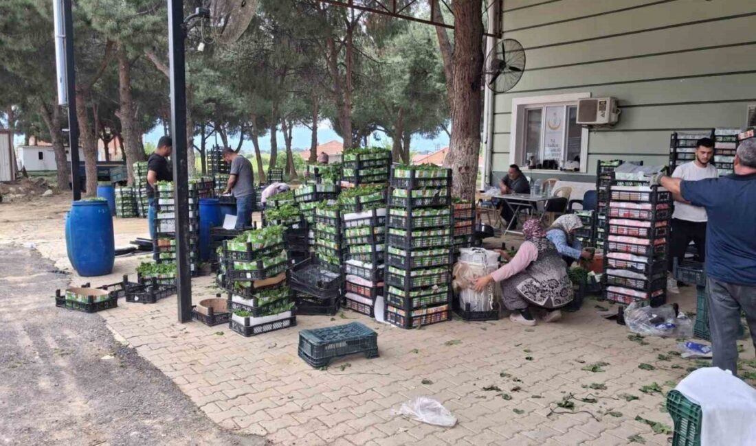 Manisa’nın Sarıgöl ilçesinde üzümden önce hasadına başlanan taze bağ yaprağı,