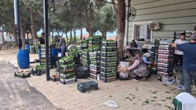 Manisa’nın Sarıgöl ilçesinde üzümden önce hasadına başlanan taze bağ yaprağı,