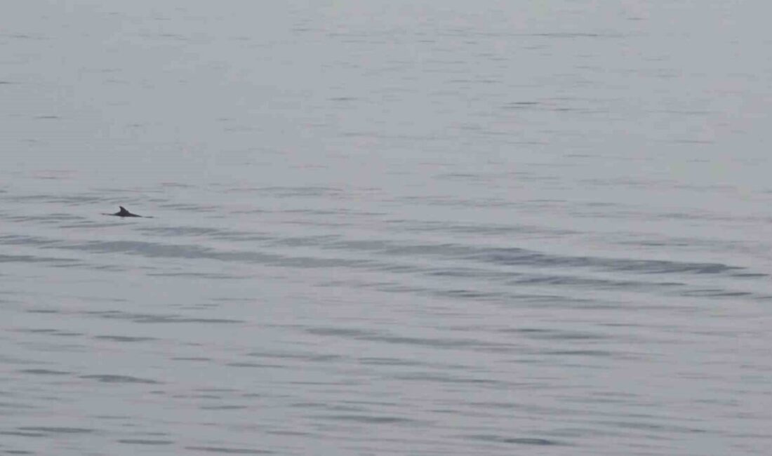 Tekirdağ açıklarında su yüzeyine çıkan iki yunus, denize açılan vatandaş