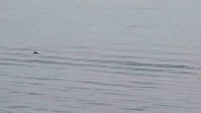 Tekirdağ açıklarında su yüzeyine çıkan iki yunus, denize açılan vatandaş