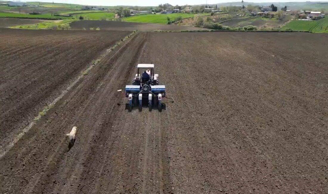 Tekirdağ’da ayçiçeği ekimi tüm hızıyla sürerken, tarlalardaki yoğun mesai drone