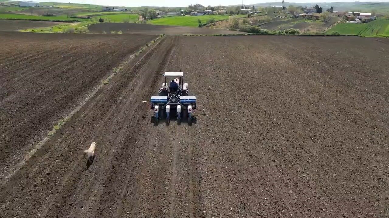 Tekirdağ’da ayçiçeği ekimi tüm hızıyla sürerken, tarlalardaki yoğun mesai drone