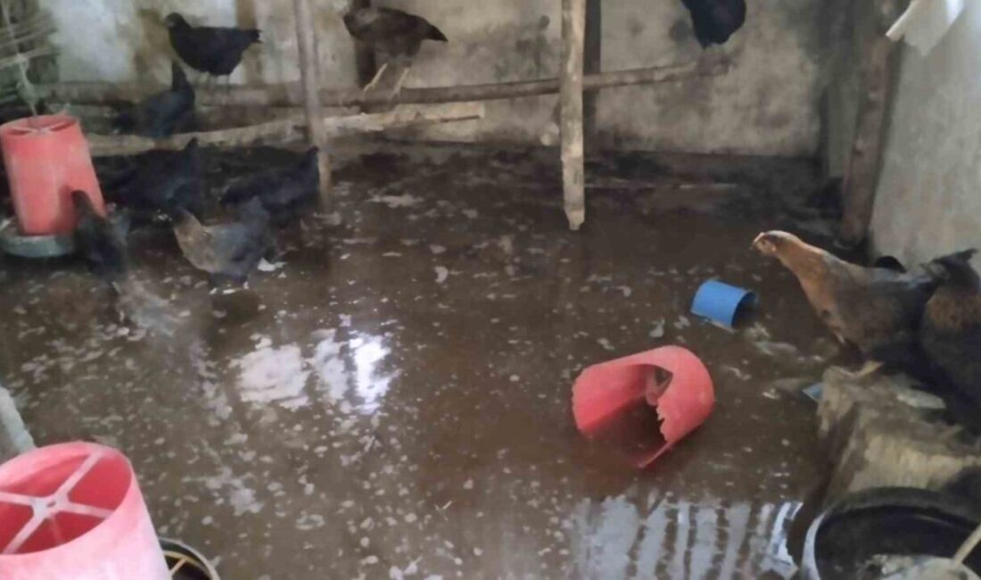 Erzincan’ın Tercan ilçesinde bir çiftlikte meydana gelen su baskınında çok