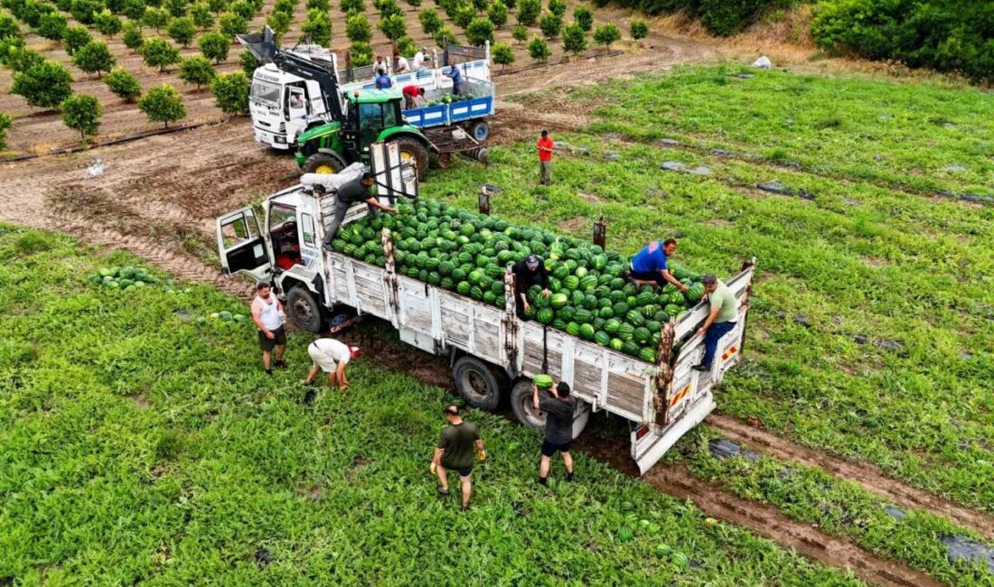 Türkiye’nin önemli karpuz üretim merkezlerinden Adana’da tescilli Adana karpuzunda hasat