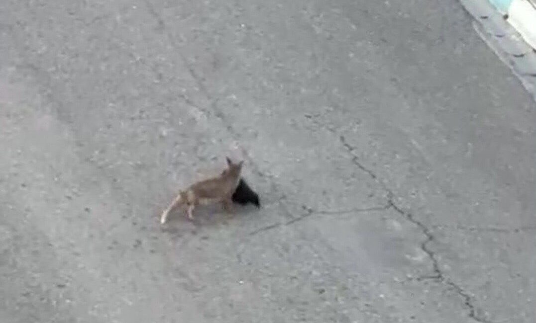 Batman’ın Gercüş ilçesinde yol kenarında yakaladığı avı götüren tilki ile