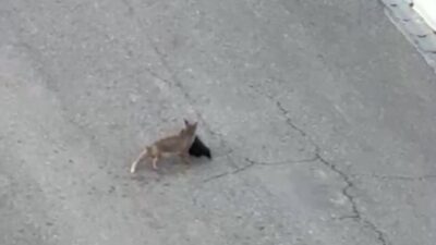 Batman’ın Gercüş ilçesinde yol kenarında yakaladığı avı götüren tilki ile