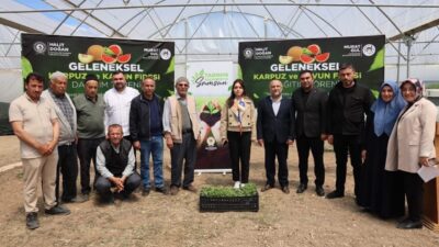 Samsun Büyükşehir Belediyesi, 120 bin fideyi çiftçiye ücretsiz dağıttı. Büyükşehir