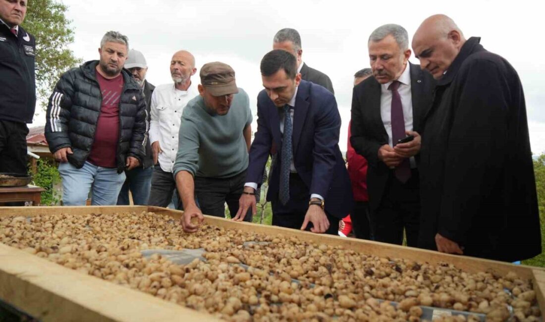 Samsun’un Kavak ilçesinde “topraktan çıkan altın” olarak tanımlanan salebin hasadı