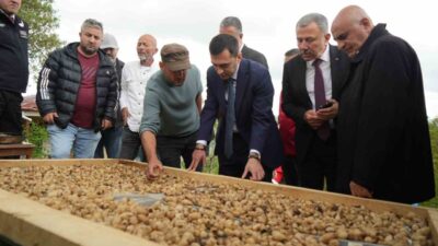 Samsun’un Kavak ilçesinde “topraktan çıkan altın” olarak tanımlanan salebin hasadı