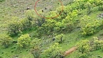 Tunceli’nin Nazımiye ilçesinde arazide gezinen 10’a yakın ayı, bir vatandaş