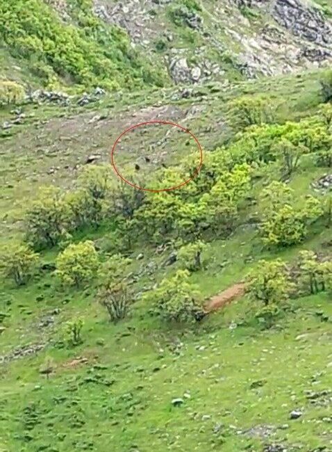 Tunceli’nin Nazımiye ilçesinde arazide gezinen 10’a yakın ayı, bir vatandaş