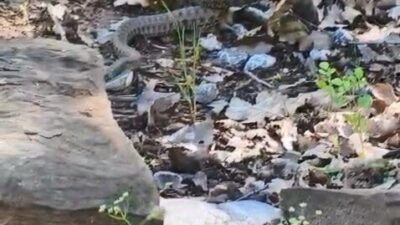 Tunceli’nin Nazımiye ilçesinde kocabaş yılanın sincabı avladığı anlar kameraya yansıdı.