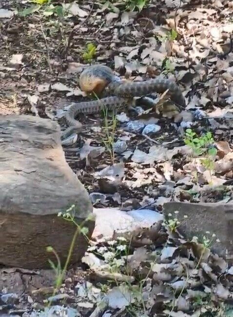 Tunceli’nin Nazımiye ilçesinde kocabaş yılanın sincabı avladığı anlar kameraya yansıdı.