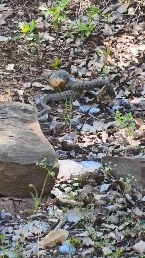 Tunceli’nin Nazımiye ilçesinde kocabaş yılanın sincabı avladığı anlar kameraya yansıdı.