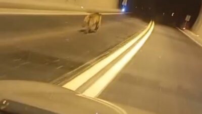 Giresun’da gece Duroğlu Tüneli’nde aniden bir aracın önüne çıkan ayı,