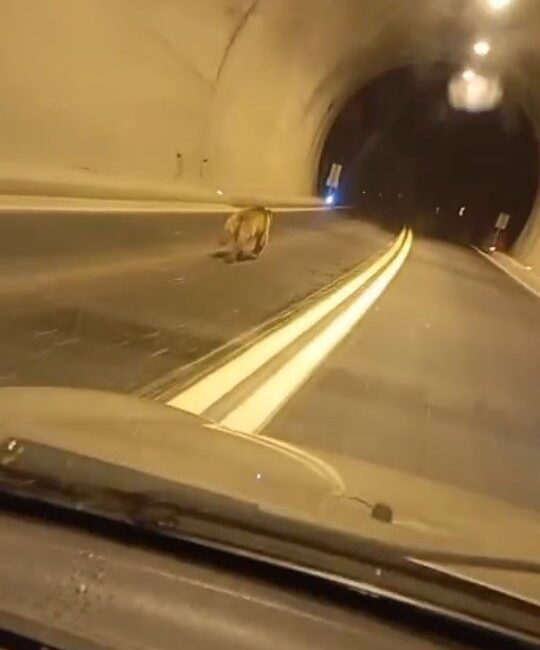 Giresun’da gece Duroğlu Tüneli’nde aniden bir aracın önüne çıkan ayı,