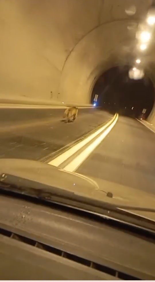 Giresun’da gece Duroğlu Tüneli’nde aniden bir aracın önüne çıkan ayı,